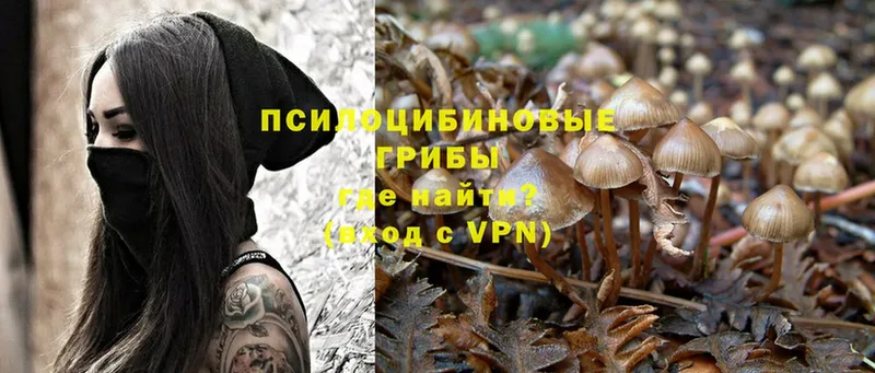 ссылка на мегу ссылка  Дигора  Псилоцибиновые грибы Psilocybe 